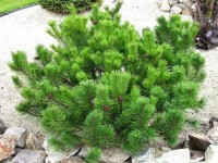 Pinus mugo nughus